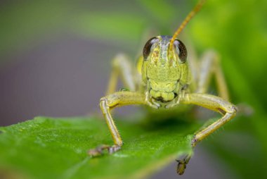 Bir yaprak üzerinde oturan bir çekirge makro kapat
