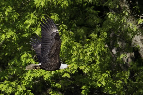 Águila Calva Volando Nueva York — Foto de Stock