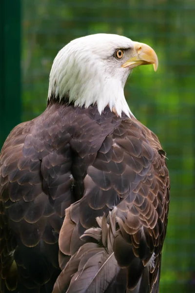 New York'ta Kel Kartal Portresi