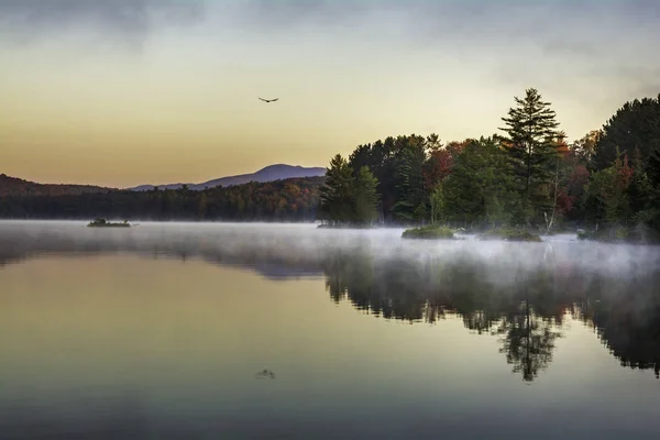 Sonbahar boyunca sisli Adirondack Gölü üzerinde uçan kuş