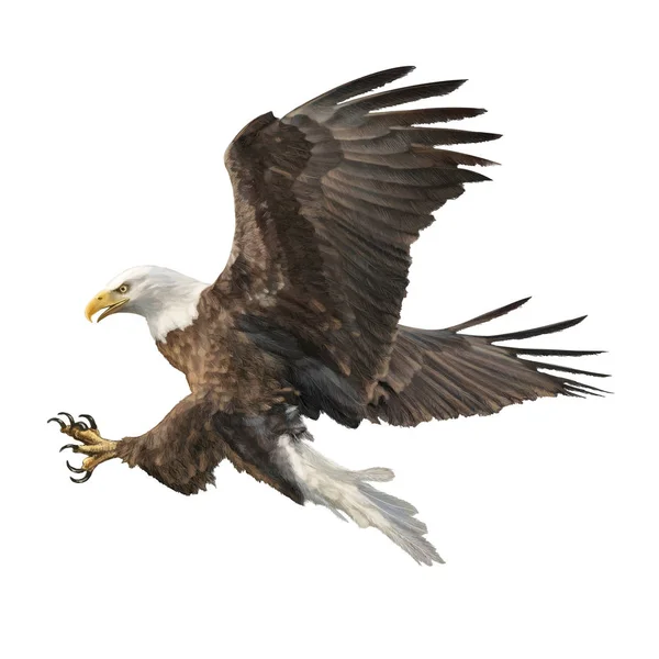 Weißkopfseeadler Angriff Swoop Hand Zeichnen Und Farbe Auf Weißem Hintergrund — Stockvektor