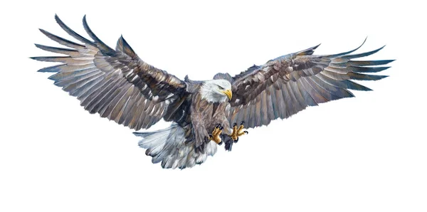 Bald Eagle Swoop Atak Strony Rysować Malować Białym Tle Ilustracji — Zdjęcie stockowe