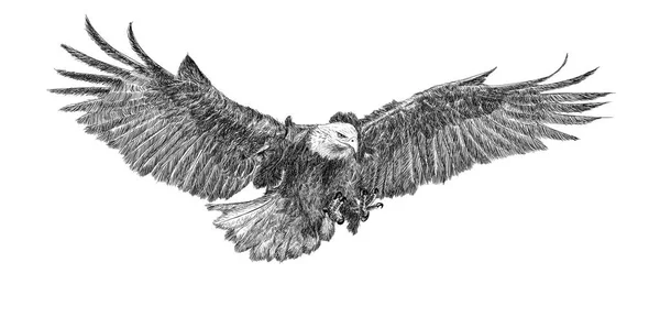 Weißkopfseeadler Swoop Angriff Hand Zeichnen Doodle Skizze Monochrom Auf Weißem — Stockfoto