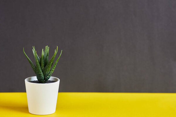 Plant on a black and yellow background. Isolate the plant.