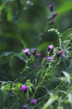 Mor dulavrat ya da devedikeni tarlada yakın görüş