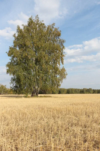 Bétula Campo Corte Amarelo Outono — Fotografia de Stock