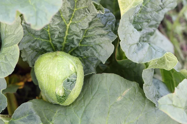 Yaz bahçesinde taze ravent.