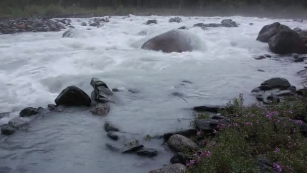 Ορμητικά Του Ποταμού Akkem Όρη Αλτάι Ρωσία — Αρχείο Βίντεο