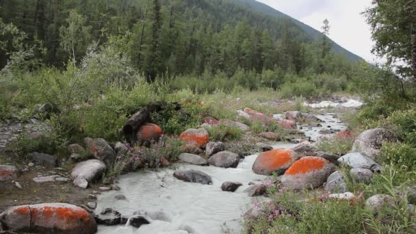Rivière Akkem Coulant Dans Matinée Nuageuse Entre Les Montagnes Altaï — Video