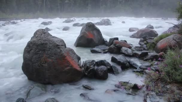 Stenarna Täckt Med Röd Mossa Rasande Akkem River Altai Bergen — Stockvideo