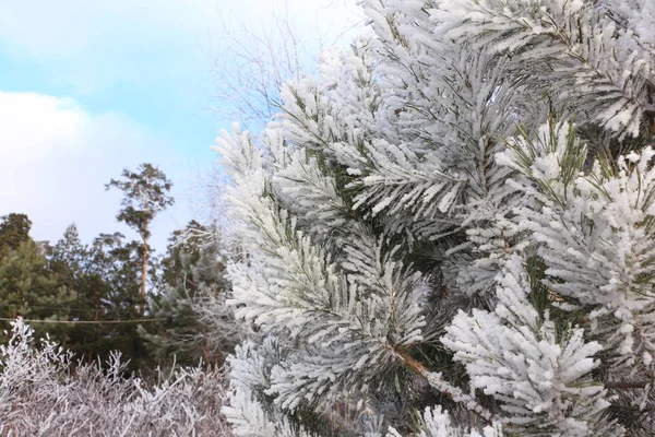 Ramas Pino Nieve Invierno —  Fotos de Stock