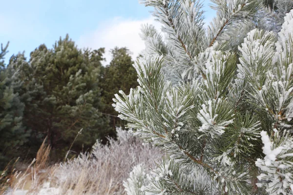 Gałęzie Sosnowe Śniegu Zimie — Zdjęcie stockowe