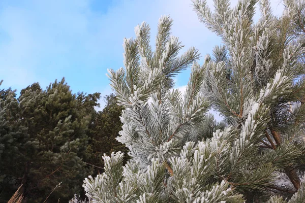 Ramas Pino Nieve Invierno —  Fotos de Stock