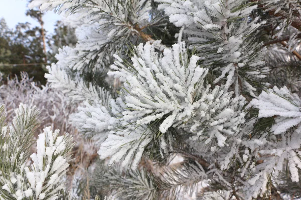 Ramas Pino Nieve Invierno —  Fotos de Stock