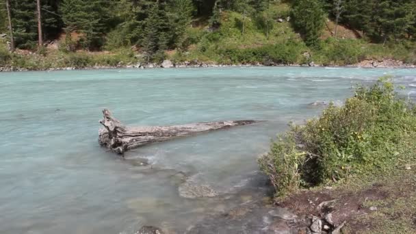 Río Kucherla Que Fluye Entre Las Montañas Altai Rusia — Vídeo de stock