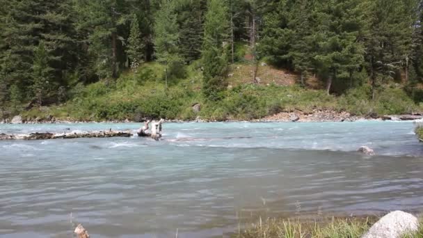 ロシアのアルタイ山脈の間を流れるクチェラ川 — ストック動画