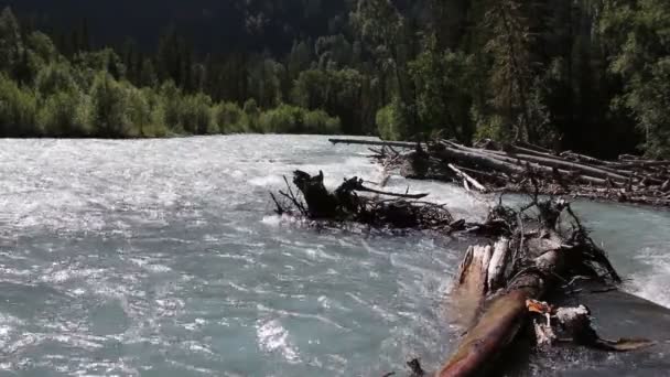 Kucherla River Flowing Altai Mountains Russia — Stock Video