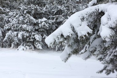 Çamın dalları kışın karda