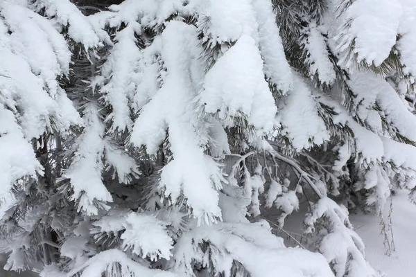 Ramas de pino en la nieve en invierno —  Fotos de Stock