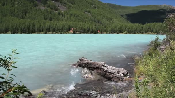 Highland Lake Manhã Verão Kucherlinskoye Lake Altai Mountains Rússia — Vídeo de Stock