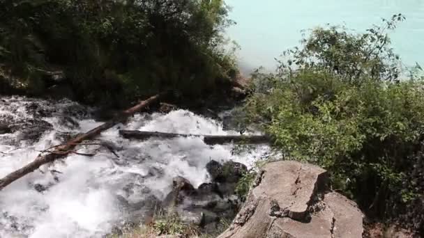 Mountain Stream Flowing Lake Kucherlinskoye Lake Altai Mountains Russia — Stock Video