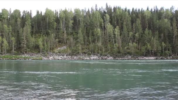 Katun Fluss Fließt Sommer Bäumen Entlang Altai Russland — Stockvideo