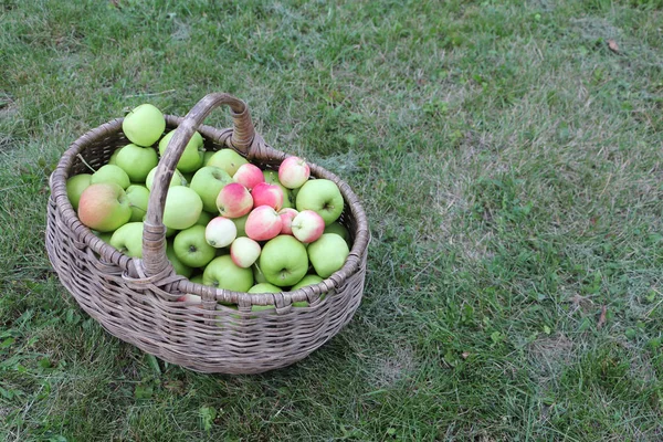Ripe Apples Wicker Basket Grass Summer Garden — Stock Photo, Image