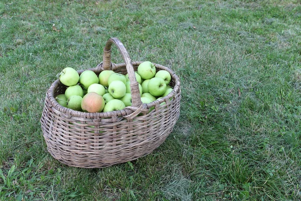 夏の庭の芝生の上の籐かごの熟したリンゴ — ストック写真