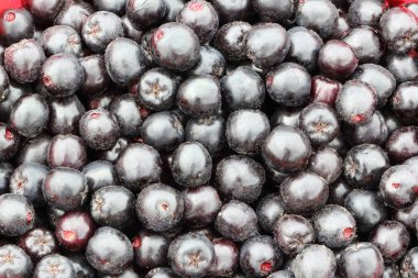 Olgun chokeberry dökme, doğal arka planda