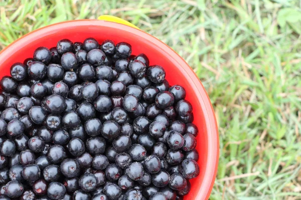 Rijpe Chokeberry Een Plastic Emmer Het Gras Tuin — Stockfoto