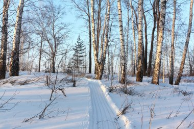 Kışın, Sibirya, Rusya bir kar karlı bir ormandaki üzerinden iz