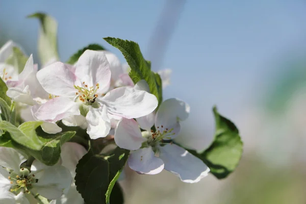Bahçede Elma Çiçek Bahar — Stok fotoğraf