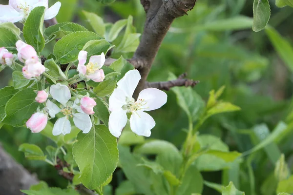 Apple Bloemen Het Voorjaar Tuin — Stockfoto