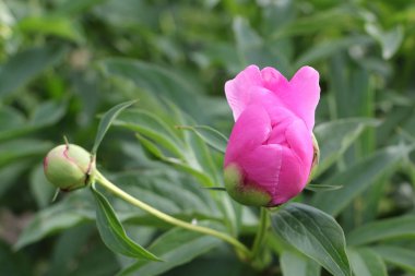 Şakayık bud yaz bahçesinde