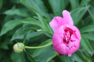 Şakayık bud yaz bahçesinde