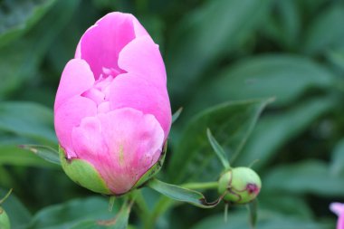 Pembe Şakayık Bud yaz bahçesinde