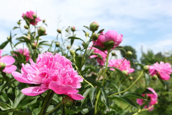 Буш из розового пиона в летнем саду — стоковое фото