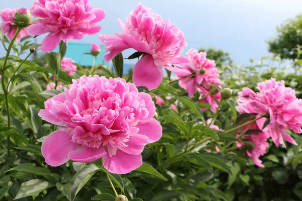 Bush of pink peony in the summer garden — Stock Photo, Image