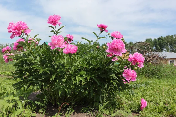 Bush of pink peony in the summer garden — Stock Photo, Image
