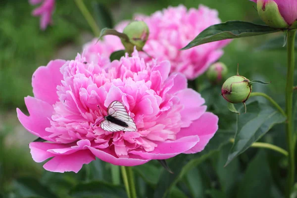 Borboleta de repolho bebendo néctar em uma peônia rosa no verão — Fotografia de Stock