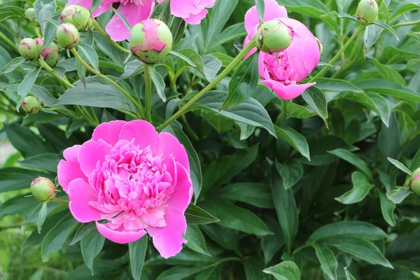 Peonía rosa en el jardín de verano — Foto de Stock