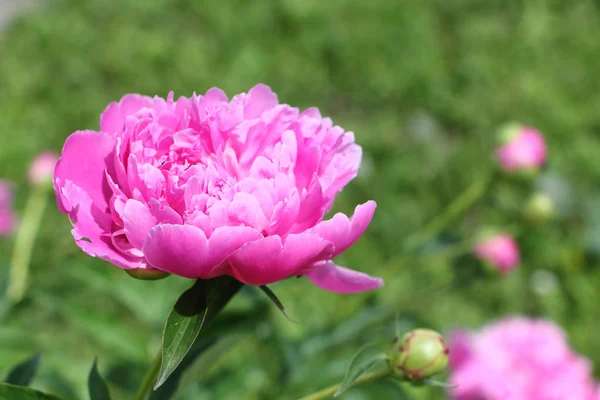 Pink peony in the summer garden — Stock Photo, Image