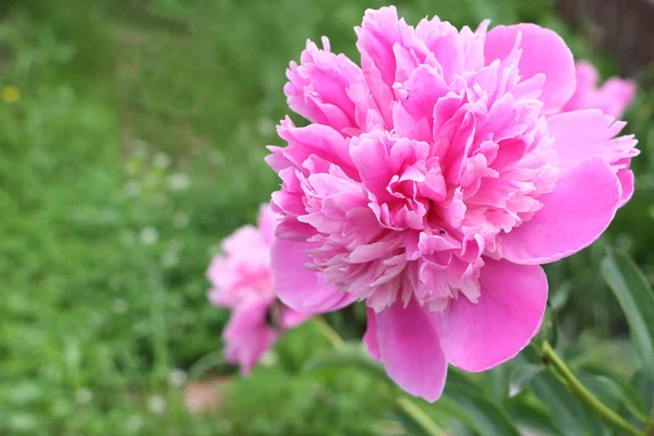 Pink peony in the summer garden — Stock Photo, Image