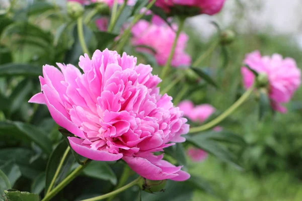 Peonía rosa en el jardín de verano — Foto de Stock