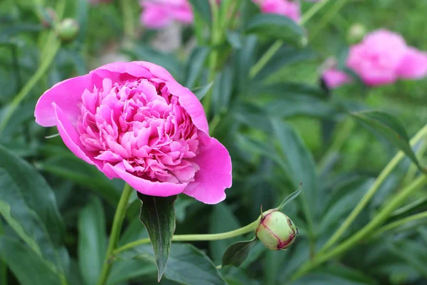 Розовый пион в летнем саду — стоковое фото
