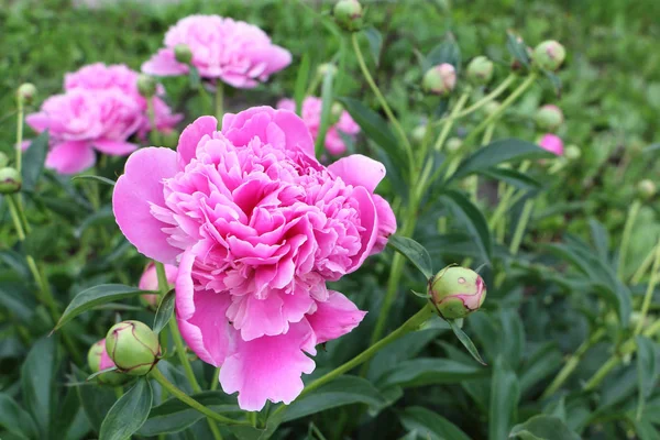 Peonía rosa en el jardín de verano — Foto de Stock