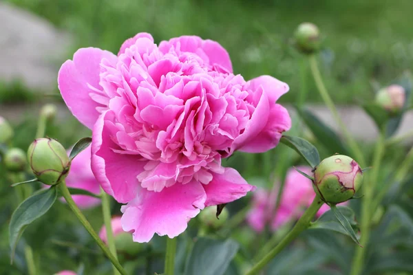 Pink peony in the summer garden — Stock Photo, Image