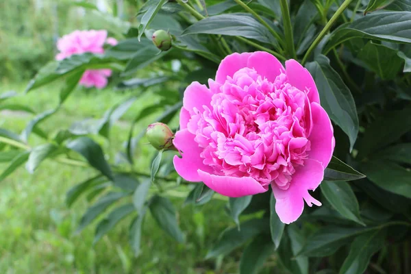 Розовый пион в летнем саду — стоковое фото