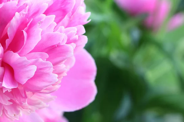 Petals of pink peony on a background of green grass — Stock Photo, Image