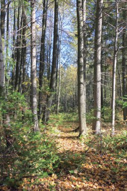 Sonbahar ormanında yaprak düşüşü, Perm Region, Rusya Federasyonu